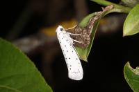 Yponomeuta cagnagella