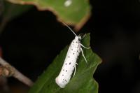 Yponomeuta malinellus