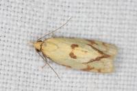 Agapeta hamana