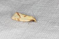 Agapeta hamana