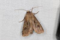 Agrotis exclamationis
