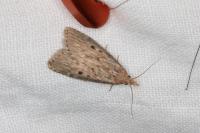 Aphomia sociella