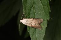 Aphomia sociella