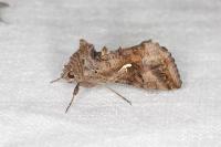 Autographa gamma