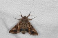 Autographa gamma