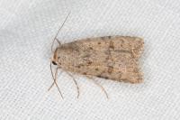 Caradrina clavipalpis