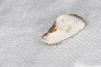 Cilix glaucata