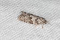 Cnephasia