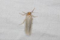Eilema caniola