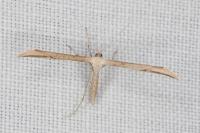 Emmelina monodactyla