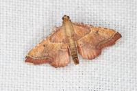 Endotricha flammealis