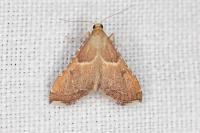 Endotricha flammealis