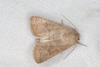 Hoplodrina ambigua
