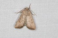 Hoplodrina ambigua