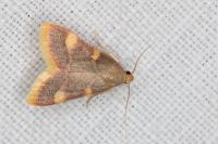 Hypsopygia costalis