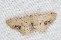 Idaea dimidiata