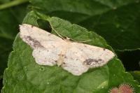 Idaea dimidiata