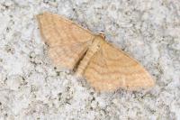 Idaea ochrata