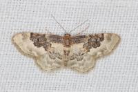 Idaea rusticata