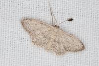 Idaea seriata