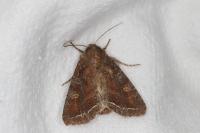 Lacanobia oleracea