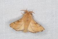 Malacosoma neustria
