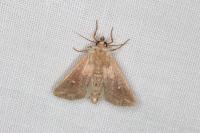 Mythimna albipuncta