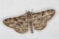 Peribatodes rhomboidaria