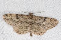 Peribatodes rhomboidaria