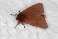 Phragmatobia fuliginosa