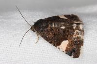 Tyta luctuosa