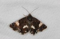 Tyta luctuosa