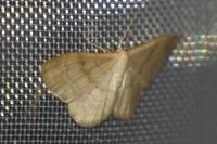 Idaea deversaria
