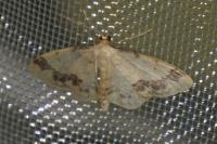 Idaea trigeminata