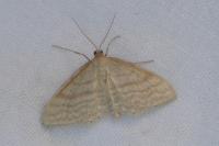 Idaea macilentaria