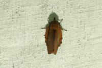 Gastropacha quercifolia