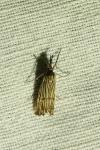 Chrysocrambus linetella