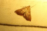 Endotricha flammealis
