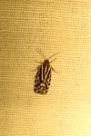 Emmelia trabealis