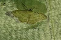 Idaea aversata