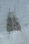 Acronicta aceris