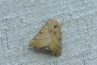Malacosoma neustria