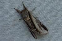 Pheosia tremula