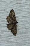 Peribatodes rhomboidaria
