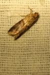 Acrobasis repandana