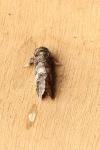 Drymonia querna