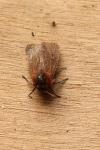 Phragmatobia fuliginosa