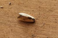 Cilix glaucata