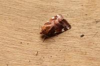 Cosmia diffinis