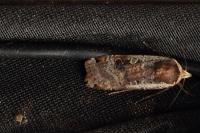 Noctua pronuba